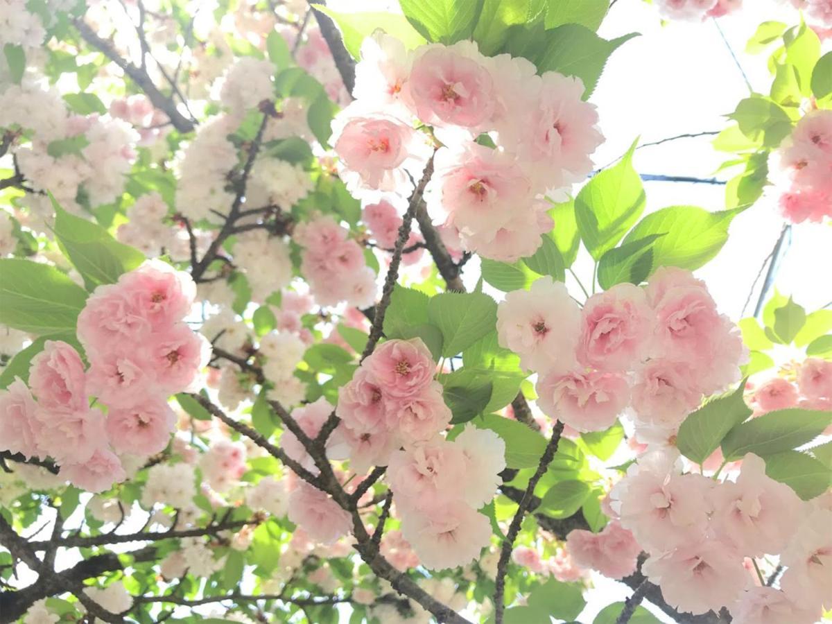 לינה וארוחת בוקר Yufuin Flora House מראה חיצוני תמונה