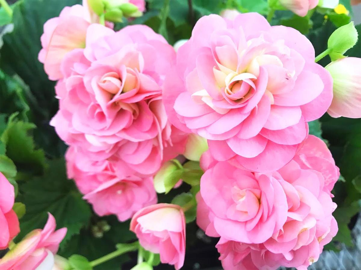 לינה וארוחת בוקר Yufuin Flora House מראה חיצוני תמונה