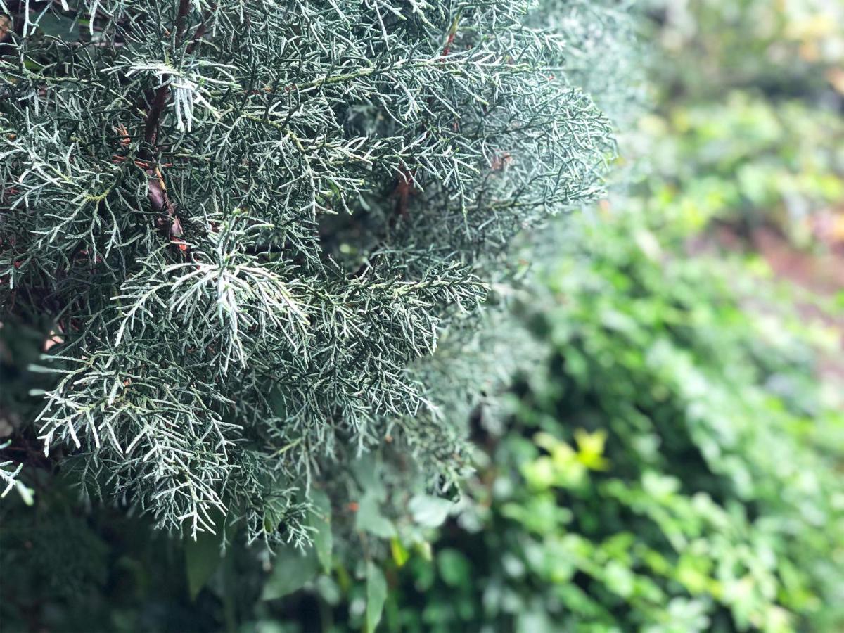 לינה וארוחת בוקר Yufuin Flora House מראה חיצוני תמונה