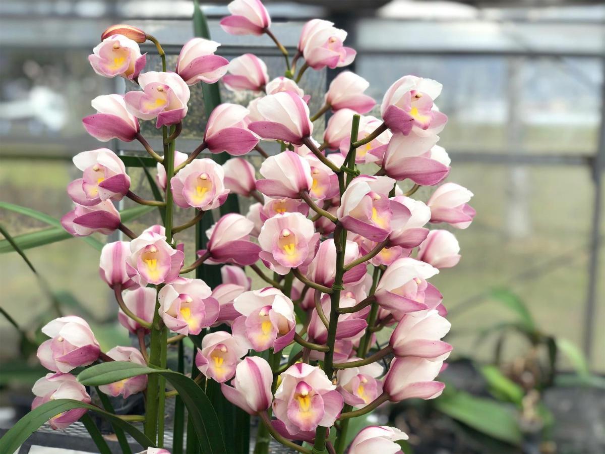 לינה וארוחת בוקר Yufuin Flora House מראה חיצוני תמונה